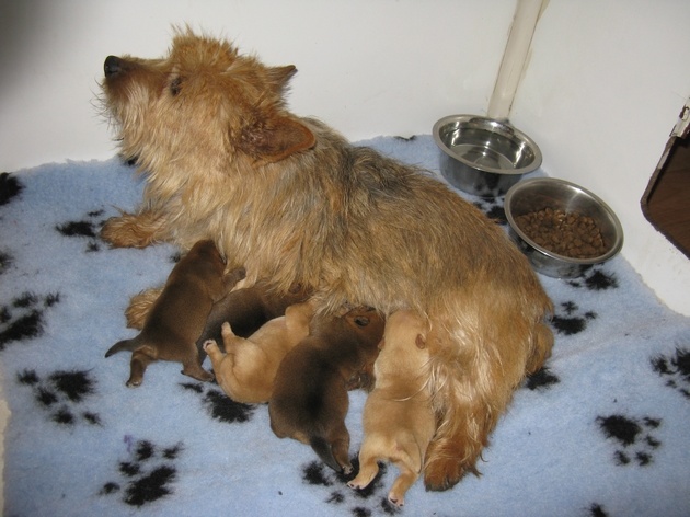 Des vignes bleues - Norwich Terrier - Portée née le 24/02/2012