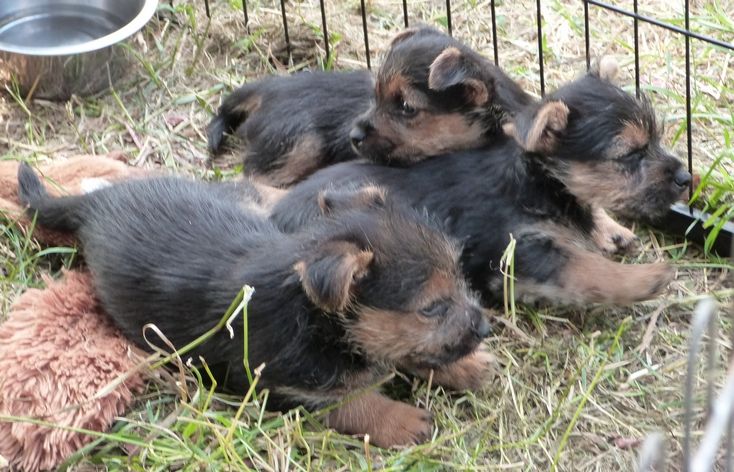 chiot Norwich Terrier Des vignes bleues