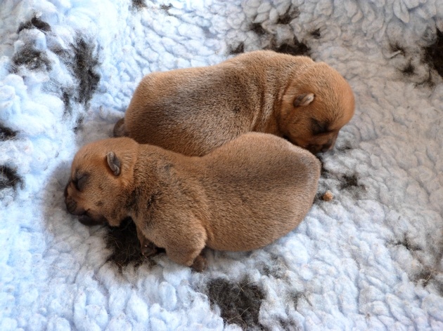 Des vignes bleues - Norwich Terrier - Portée née le 30/03/2015