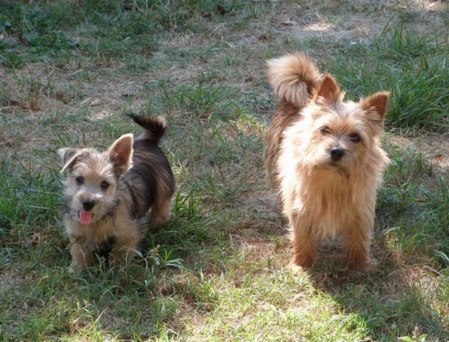 Des vignes bleues - Chiot disponible  - Norwich Terrier