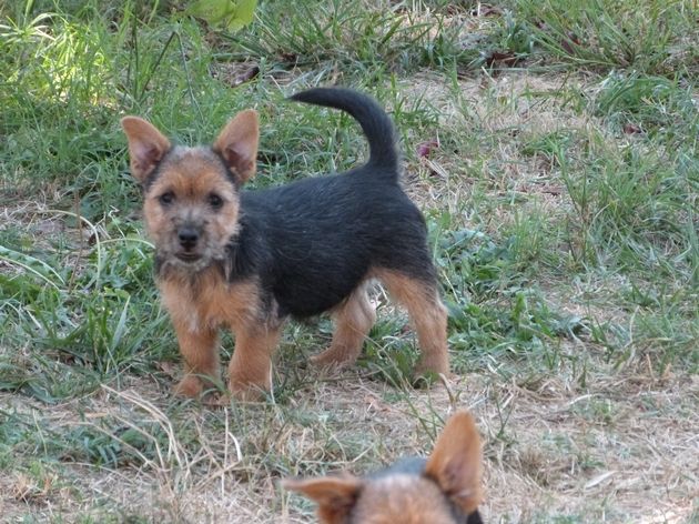 Des vignes bleues - Chiot disponible  - Norwich Terrier