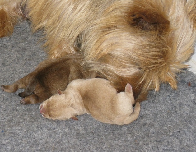 Chiot Norwich Terrier Des vignes bleues